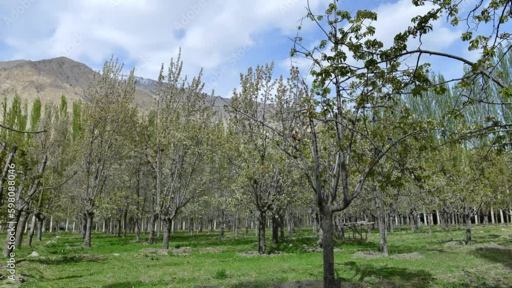 A timelapse of a cherry fruit garden with moving clouds in the sky, this garden is located in Warri town of Gilgit Baltistan, a few Kilometers away from Khaplu A timelapse of a cherry fruit garden with moving clouds in the sky, this garden is located in Warri town of Gilgit Baltistan, a few Kilometers away from Khaplu