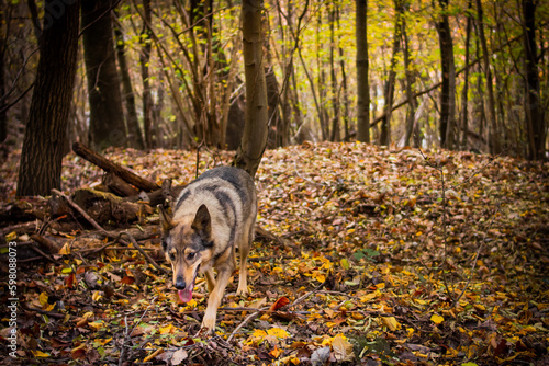 Un simpatico incrocio con un lupo cecoslovacco esplora il bosco