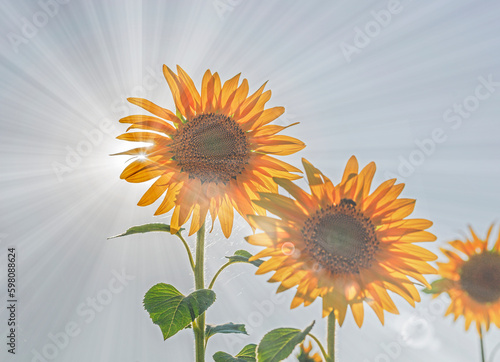 The sun's rays make their way through the flowers of sunflowers on hot afternoon