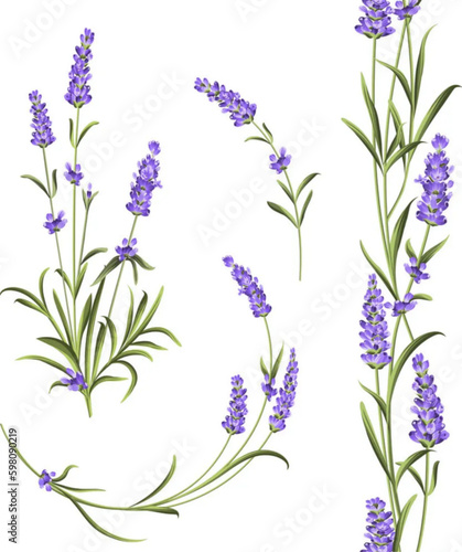 Set of lavender vector image
