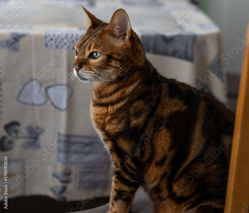 Brown striped Bengal cat in the home environment