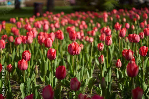 tulipany w parku