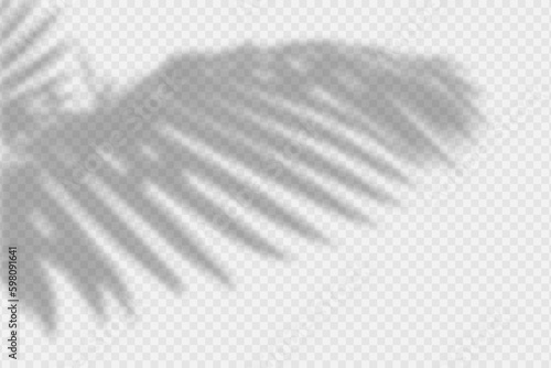Shadow overlay of palm tree branch. Transparent overlay shadow effect from tropical palm leaves. Realistic soft light effect of shadows and natural light on transparent background. Vector.