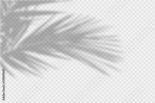 Shadow overlay of palm tree branch. Transparent overlay shadow effect from tropical palm leaves. Realistic soft light effect of shadows and natural light on transparent background. Vector.