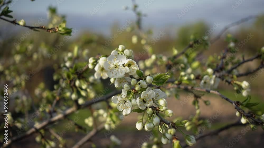Blooming fruit tree against blue sky. Slow motion Generative AI Blooming fruit tree against blue sky. Slow motion Generative AI