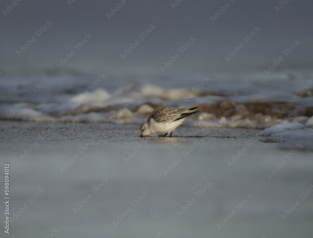 Sanderling, Calidris alba, on the beach in the winter in the uk Sanderling, Calidris alba, on the beach in the winter in the uk