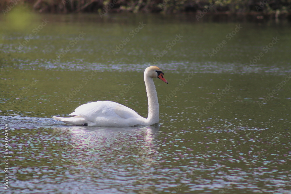 The sky swan is swimming in the river The sky swan is swimming in the river