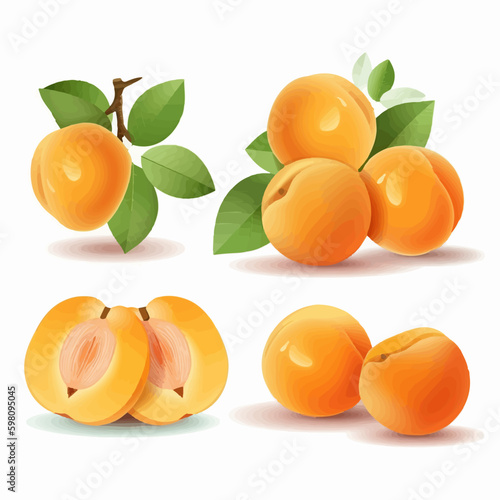 Beautiful apricots in vector format