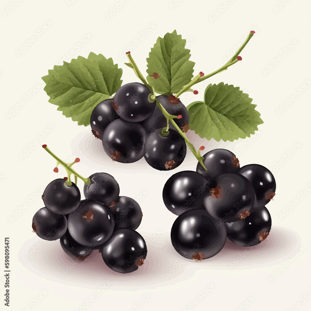 Black currant fruit vector icons with leaves and flowers Black currant fruit vector icons with leaves and flowers