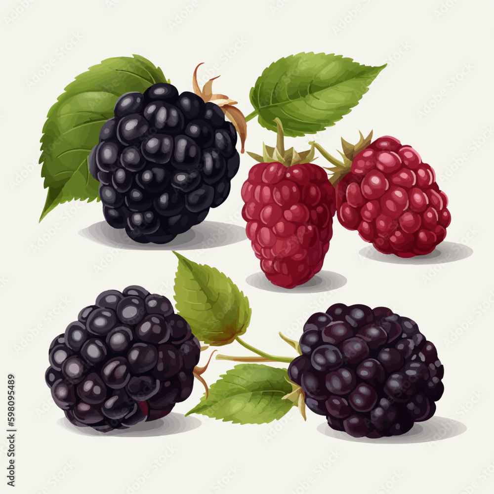 A set of sleek Black Berry vector illustrations A set of sleek Black Berry vector illustrations