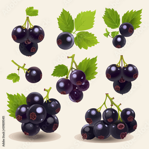 Vector illustration of black currant branches