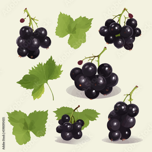 Vector illustration of black currant fruits and flowers