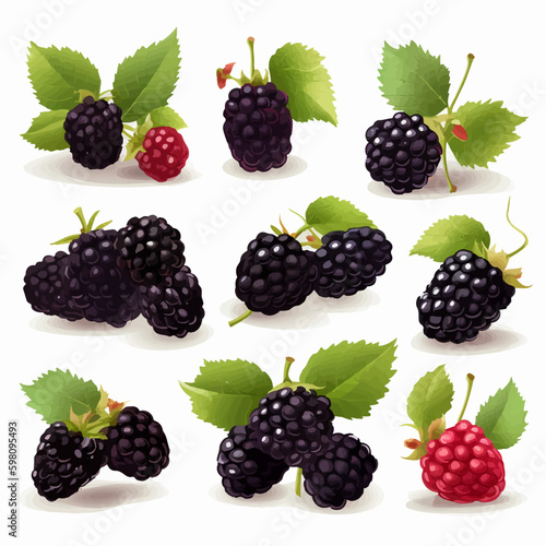 Simple and elegant Black Berry illustrations