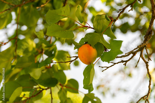apricot marill trees in the austrian danube valley, krems, wachau