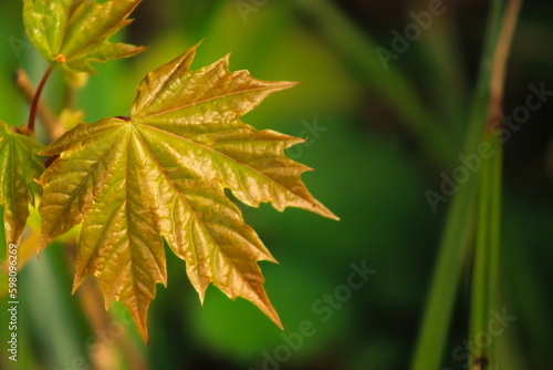 Young leaves of a maple growing in spring in a forest in Poland
