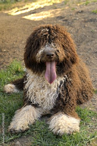 Perros de raza perro de agua español photo