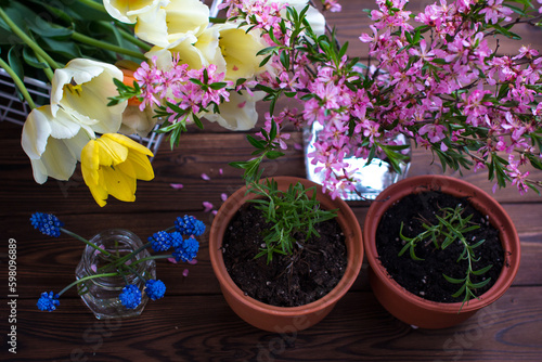 growing rosemary in a ceramic pot on a wooden background. Blooming tulips rose bush, floristry and care of plants and flowers