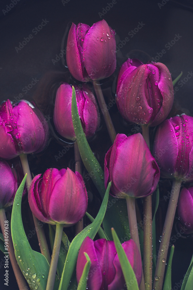 Fototapeta premium Fresh purple tulips soaked in water with dark background