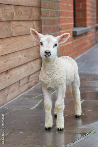 Young white lamb on terrace of a farm