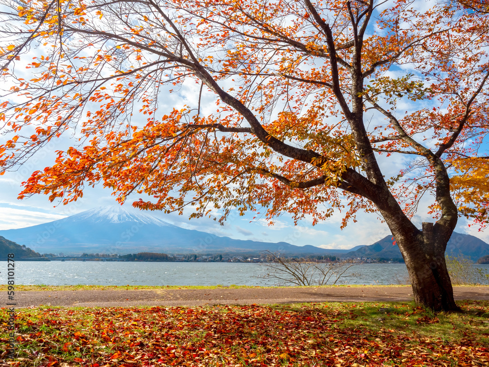 Japan autumn. Mount Fuji. Lake Kawaguchiko. Mount Fuji. Tree on lake. Colorful landscape of Japan. Fujiyama mountain in sunny weather. Journey to Kawaguchiko. Nature tourism in Japan. Fuji volcano