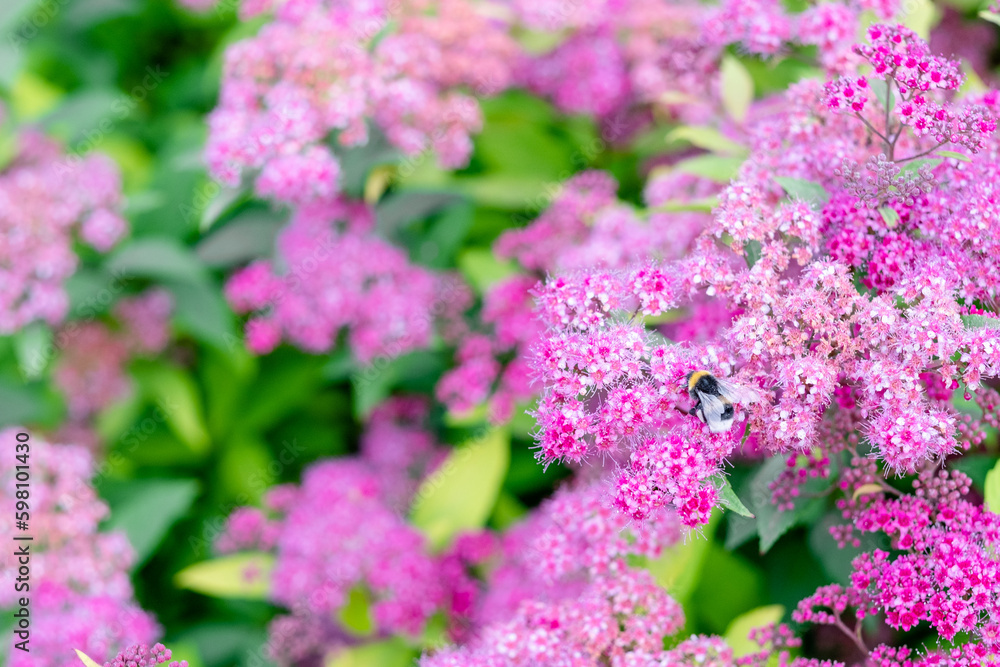 Spirea bush or spirea pattern with leaves close up. Billiard spirea blooms with pink small flowers.