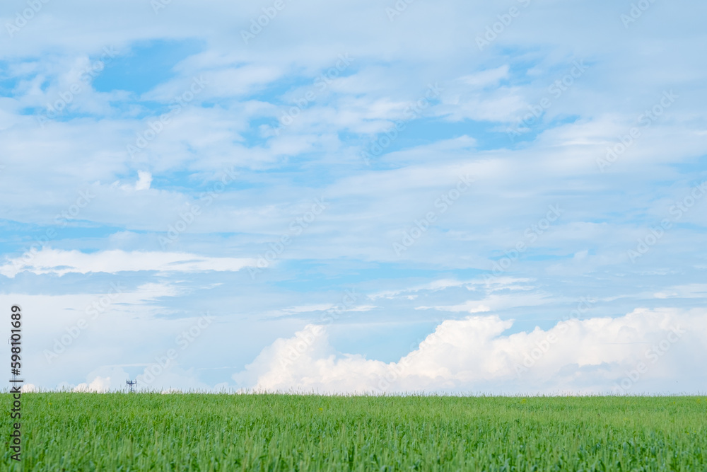 Green meadow with blue sky and fluffy clouds on the horizon Green meadow with blue sky and fluffy clouds on the horizon