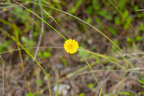 coleostefus myconis close-up. yellow wildflowers top view photo