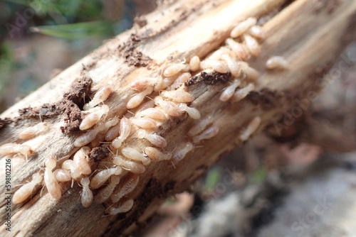 Termitas en una rama.