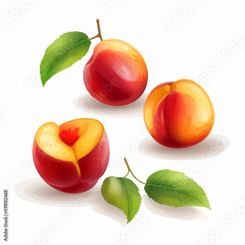 Vector illustration of a nectarine with a watercolor effect