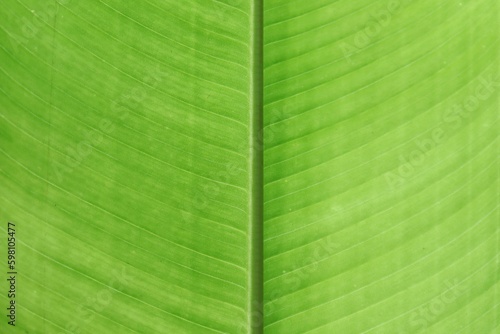 Close-up of the leaf nervation present in the false bird of paradise plant (Heliconia rostrata).