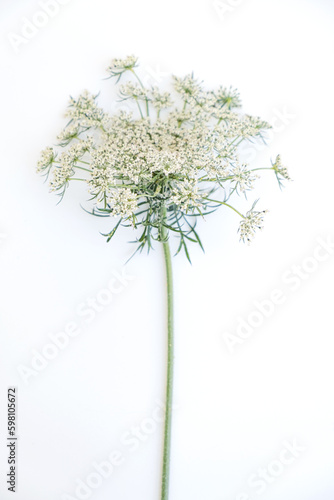 White flowers on a neutral background