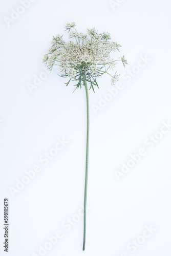 White flowers on a neutral background