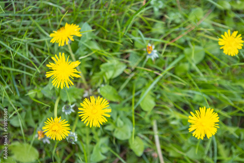 yellow dandelions grow against a background of green grass and foliage.