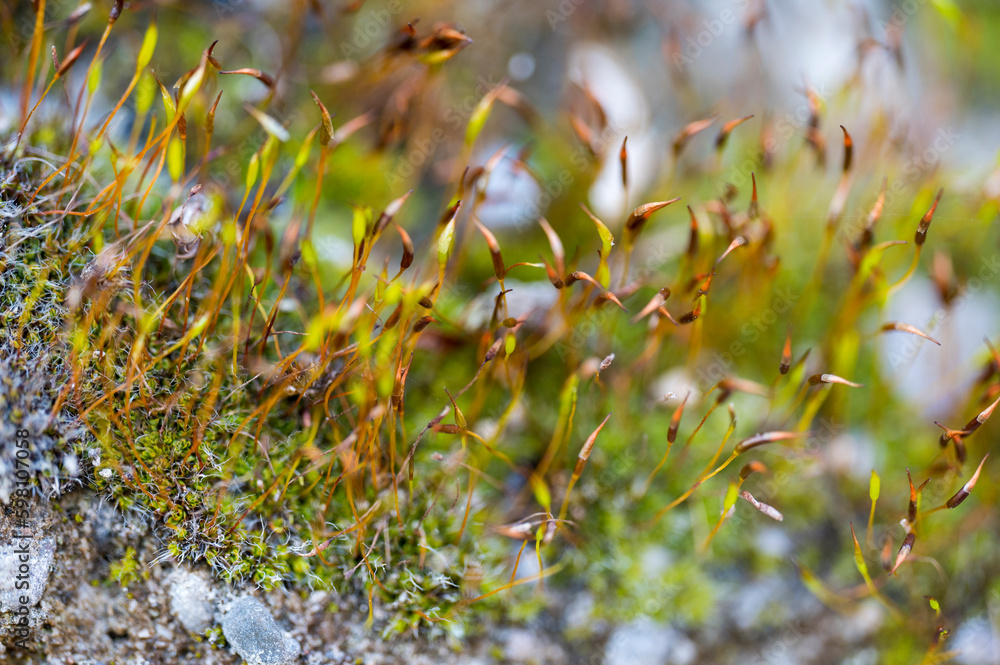 Detail of blooming moss on rock with blurred background Detail of blooming moss on rock with blurred background