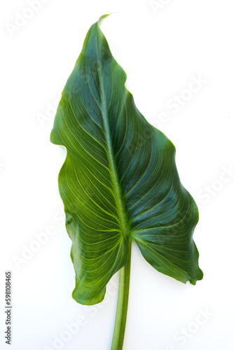 Green leaves on a white background