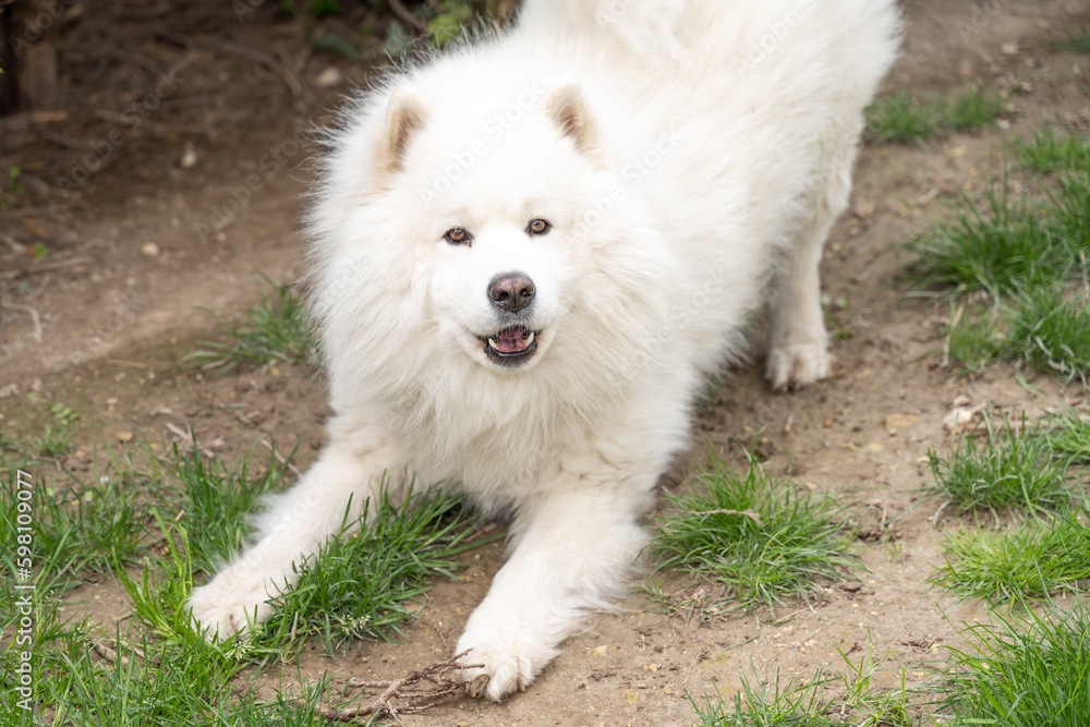 grand chien blanc jouant dans une cour de race Samoyède grand chien blanc jouant dans une cour de race Samoyède