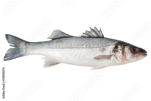 Labrax live fish isolated on transparent background. Carved fish object for advertising and decoration. photo
