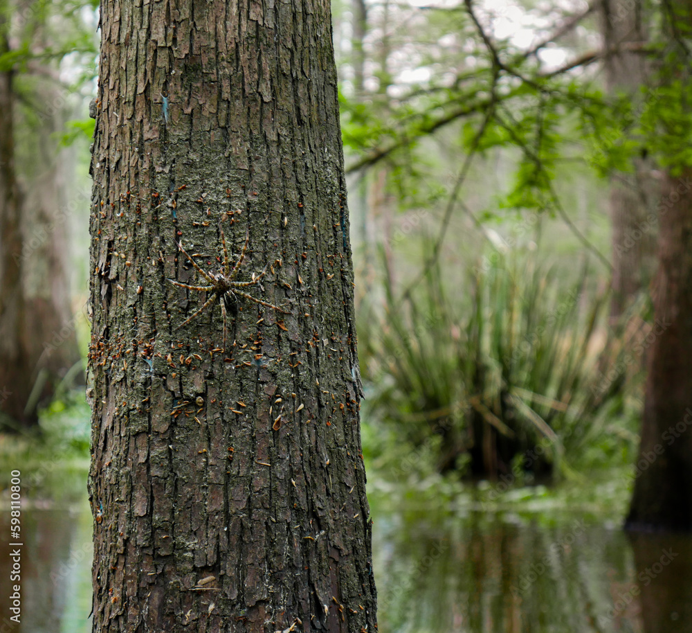 Cypress tree with a spider on the bark in the Louisiana swamp and bayou Cypress tree with a spider on the bark in the Louisiana swamp and bayou