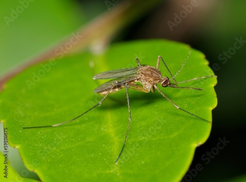 Mosquito on a green leaf during the night hours in Houston, TX. They are most prolific during the warmer months and can carry the West Nile virus.