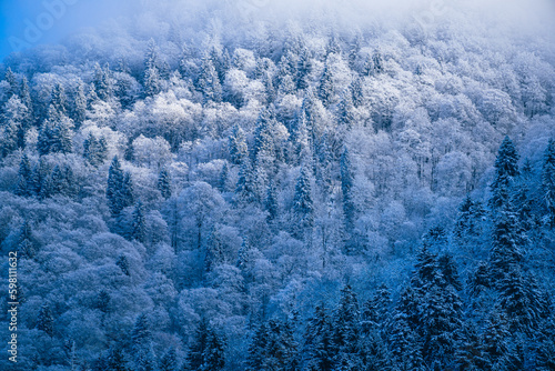 Winter views in the forest © George Kurashvili