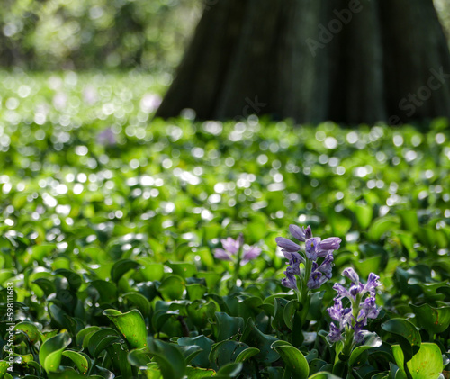Louisiana swamp and bayou flowers and cypress tree
