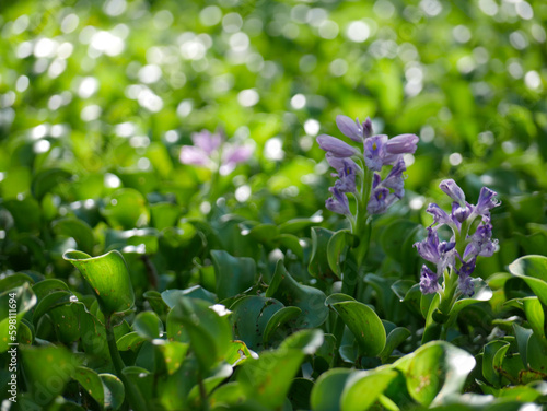 Louisiana swamp and bayou flowers