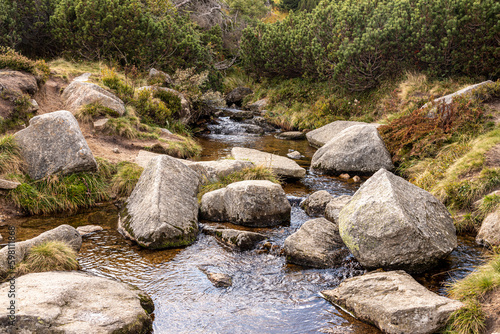 A mountain stream flowing between sharp stones. Dwarf mountain pines in the background.
