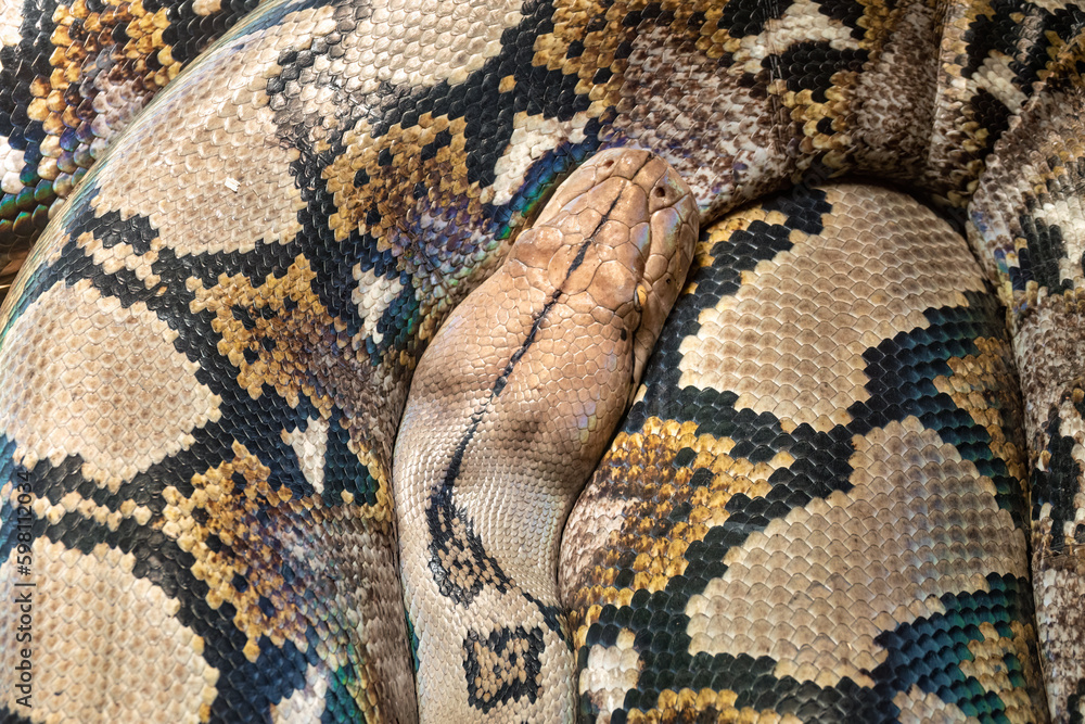 Closeup of a reticulated python (Malayopython reticulatus) native to South and Southeast Asia. It is the world's longest snake, and is among the three heaviest. Closeup of a reticulated python (Malayopython reticulatus) native to South and Southeast Asia. It is the world's longest snake, and is among the three heaviest.