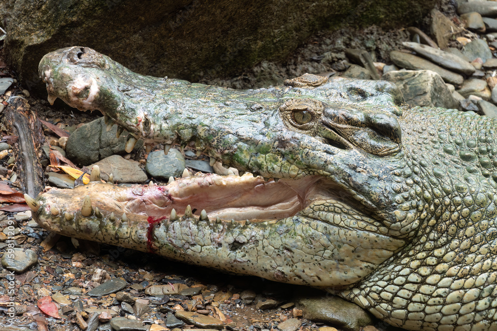 Obraz premium Saltwater crocodile (Crocodylus porosus) in the coastal wetlands of Queensland, Australia