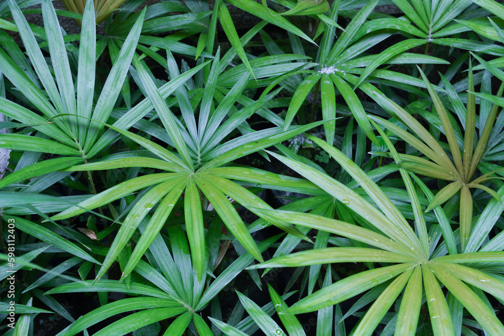 Close up of plants, flowers, leaves. Flat lay photography Close up of plants, flowers, leaves. Flat lay photography