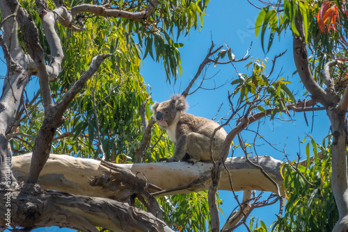 Photography Wild koalas on the eucalyptus forests of the Great Otway National Park, Great Oc