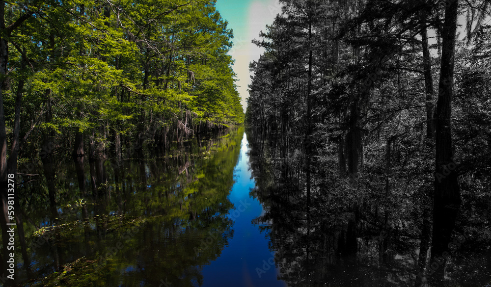 Louisiana cypress tree forest pipeline path in the bayou and swamp black and white and color style Louisiana cypress tree forest pipeline path in the bayou and swamp black and white and color style