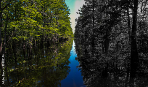 Louisiana cypress tree forest pipeline path in the bayou and swamp black and white and color style