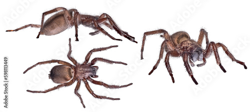 three isolated dark brown wolf spiders